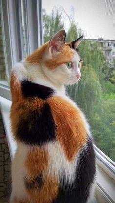 an orange and white cat sitting on top of a window sill looking out the window