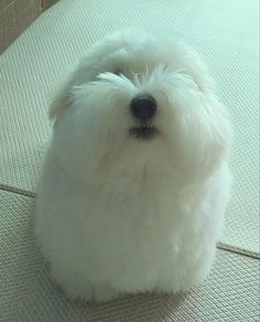 a small white dog is sitting on the floor