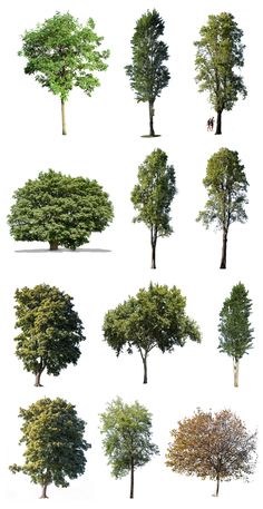 various trees are shown in different sizes and colors