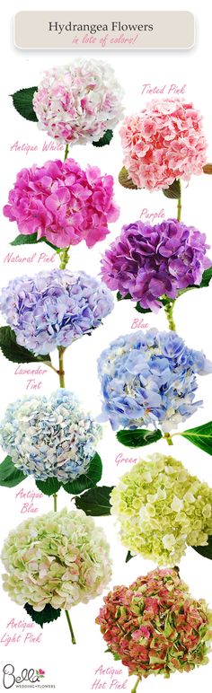 the different types of flowers are shown in this image, including hydrangeas and pinks