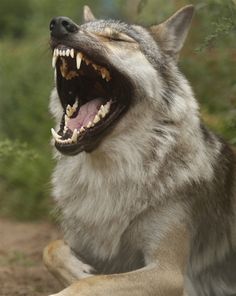 a wolf with its mouth open and it's teeth wide open to show the teeth