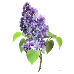 a purple flower with green leaves on a white background