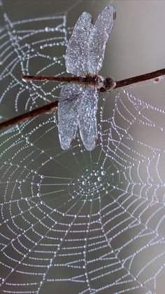 a spider web with water droplets on it's back and the top half covered in dew