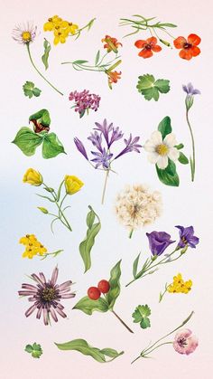 various flowers and leaves on a white background