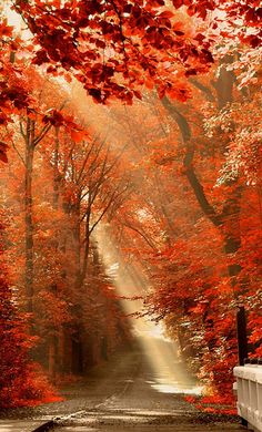 an autumn scene with the sun shining through trees