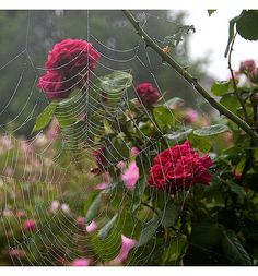 a spider web with red roses in the background and text reading 19 tyhile cyyku