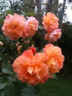 some very pretty pink flowers in the grass