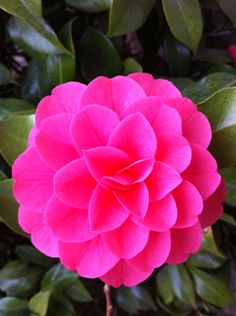 a pink flower with green leaves in the background