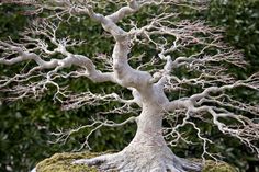 a bonsai tree is shown in front of some bushes