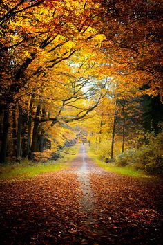 an empty road surrounded by trees with leaves on the ground and yellow foliage in the foreground