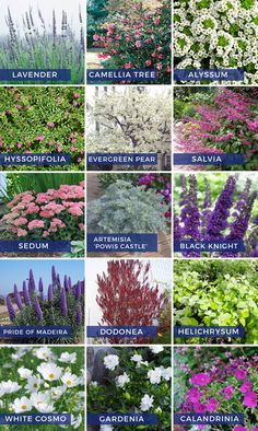 many different types of flowers and plants with names