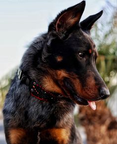 a black and brown dog with its tongue out