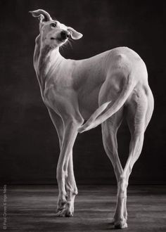 a large white dog standing on top of a wooden floor