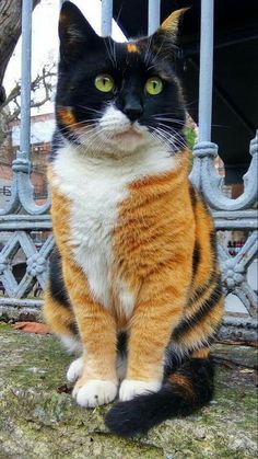 a black, orange and white cat sitting on the ground next to a metal fence