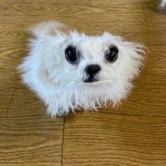 a small white dog laying on top of a wooden floor