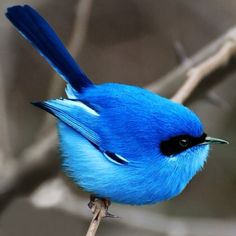 a blue bird sitting on top of a tree branch