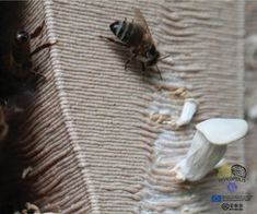 two bees sitting on the edge of a piece of fabric next to each other,