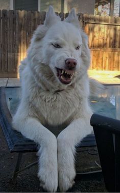 a large white dog sitting on top of a table