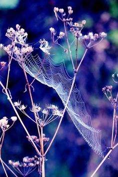 a spider web on a plant with flowers in the background