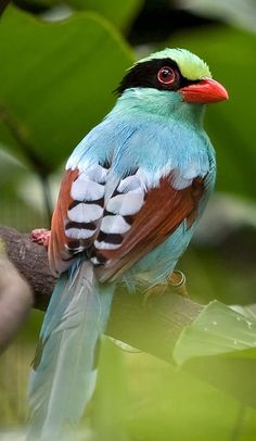 a colorful bird sitting on top of a tree branch