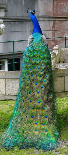 a peacock is standing in the grass with its feathers spread out