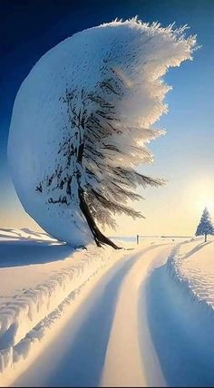 the sun shines brightly behind a snowy tree