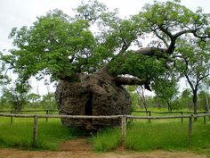 a large tree growing out of the side of a stone structure in a field with grass and trees around it