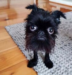 a small black dog sitting on top of a wooden floor