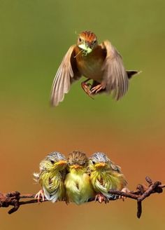 three little birds sitting on top of a branch with their beaks in the air