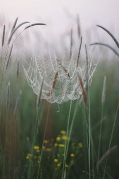 dew covered spider web sitting in the middle of tall grass