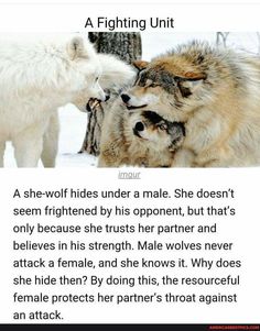 Wolf Protecting Mate, Psychotic Expression, Wolf Packs, Lup Singuratic, Wolf Quotes, Haiwan Lucu, She Wolf, Wolf Love, Animale Rare