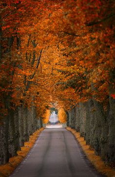 an empty road surrounded by trees with orange and yellow leaves on the trees lining both sides