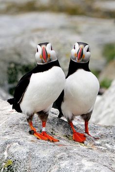 two black and white birds standing on top of a rock