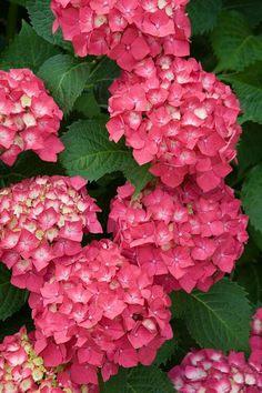 pink and white flowers with green leaves in the background