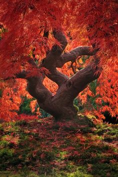 an orange tree with red leaves in the foreground and green grass on the ground