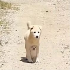 a dog is walking down the dirt road with its front paws on it's hind legs