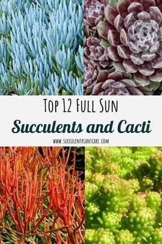 succulents and cacti are the most colorful plants in the world