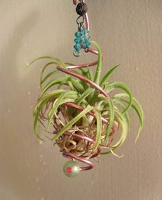 an air plant hanging from the ceiling