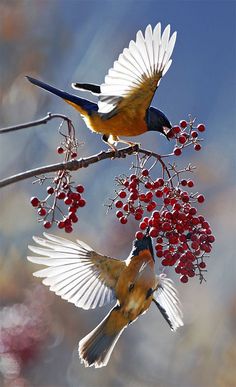 two birds perched on top of a tree branch with berries in the foreground and another bird flying over it