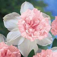 pink and white flowers are blooming in the garden