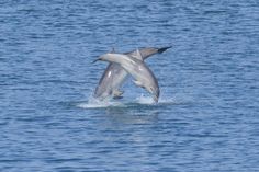 two dolphins are jumping out of the water