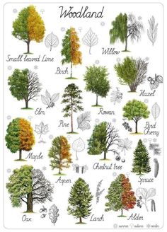 the different types of trees that are in latin and english language on a white background