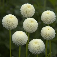 four white flowers with green stems in the background