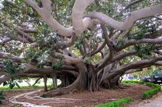 a large tree with many branches in the middle of a park area next to a sidewalk