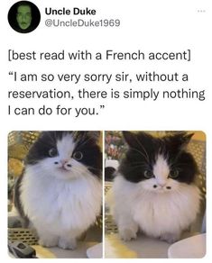 a cat sitting on top of a table next to another cat in front of it