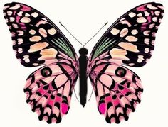 a pink butterfly with black spots on it's wings