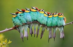 a caterpillar sitting on top of a tree branch