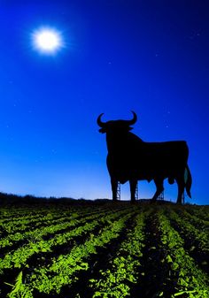 two cows standing in the middle of a field at night