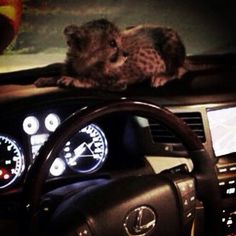 a car dashboard with an animal sitting on top of the dash board and steering wheel