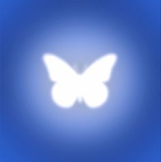 a white butterfly on a blue background with the light shining through it's wings